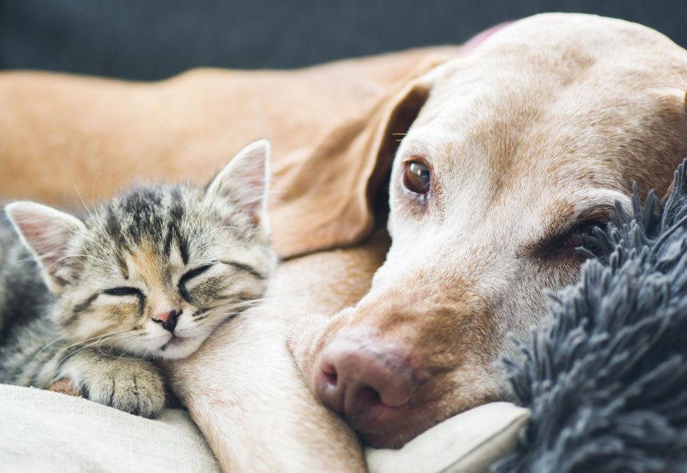 are dogs adopted more than cats