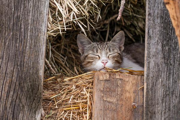 A working cat sleeping on farm. Kitten and cats available to adopt at EASEL Animal Rescue League Shelter & Pet Adoption Center.