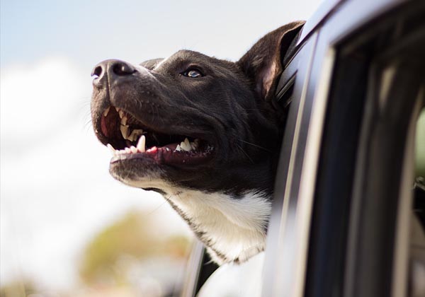 Adult senior dog in car window headed home. EASEL Animal Rescue League has many wonderful shelter dogs and cats available for foster or adoption.