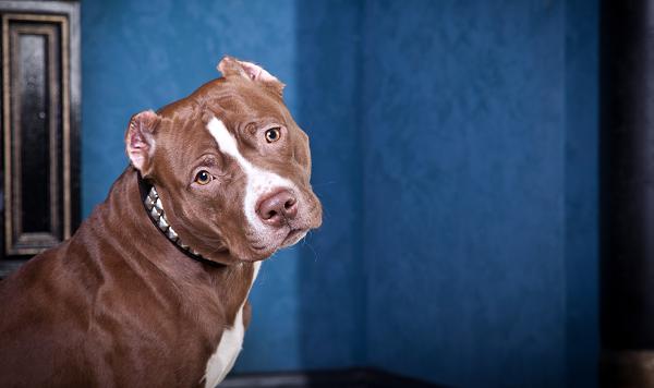 Curious adult pit bull dog wants a family to adopt. EASEL Animal Rescue League & Pet Adoption Center shows how to adopt.